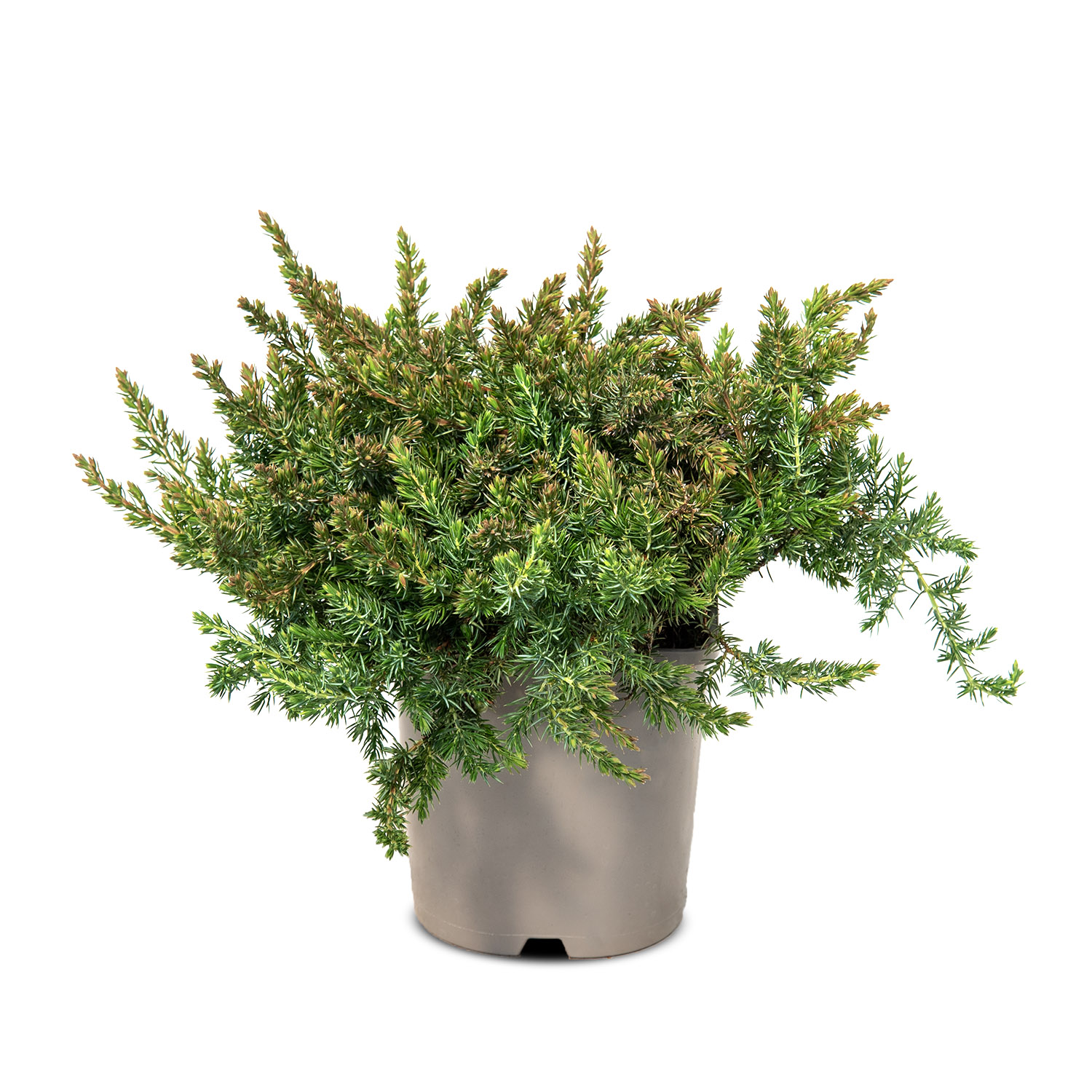 Можжевельник прибрежный Шлагер